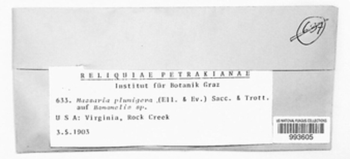 Massarina plumigera image